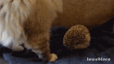 Kalp Cat GIF - Kalp Cat Scared GIFs