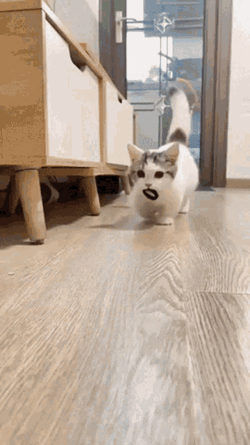 a cat is walking on a wooden floor in front of a cabinet .