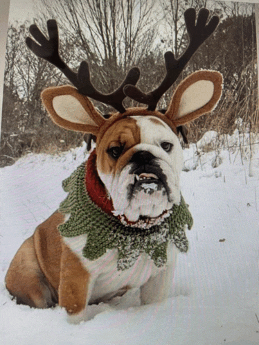 a bulldog wearing antlers and a scarf laying in the snow