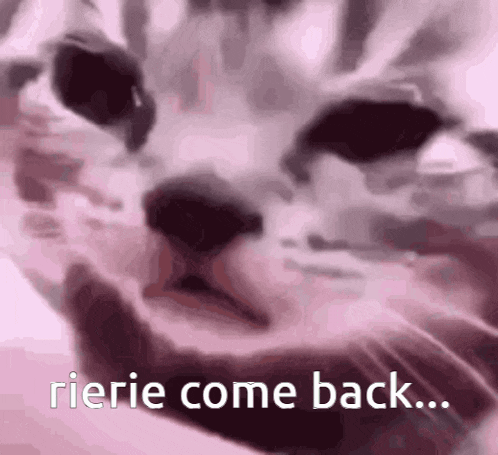 a close up of a cat 's face with the words `` rieie come back '' written on it .