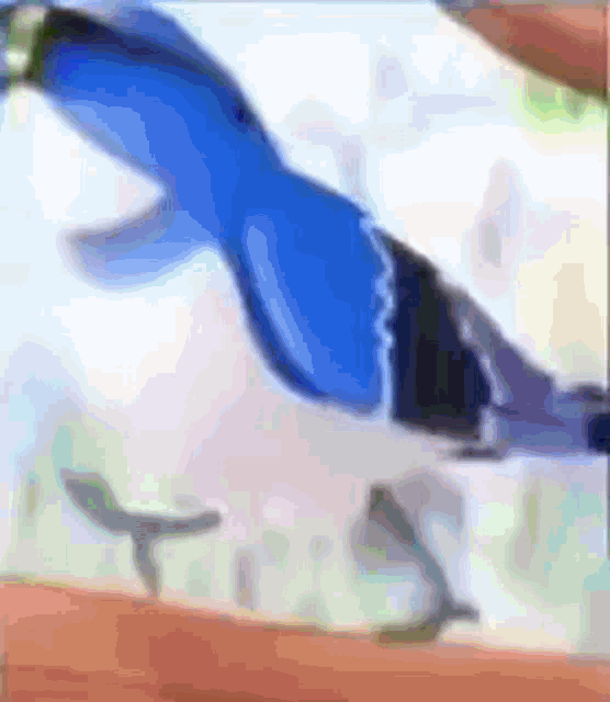 Blue Jay Rap Bird GIF - Blue Jay Rap Blue Jay Bird GIFs