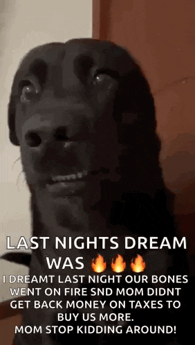 a black dog is making a funny face and says last nights dream was