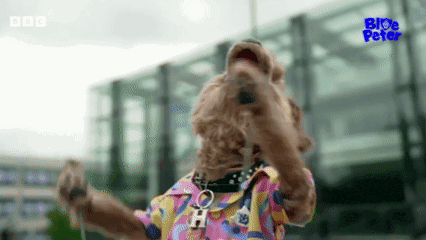 a dog wearing a colorful shirt and a collar is standing in front of a building with the words bbc on the bottom