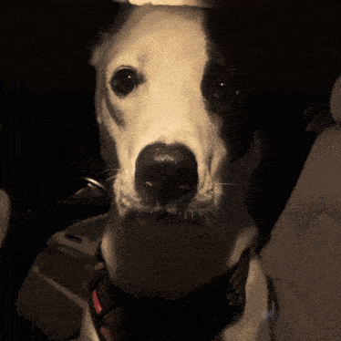 a black and white dog is wearing a harness