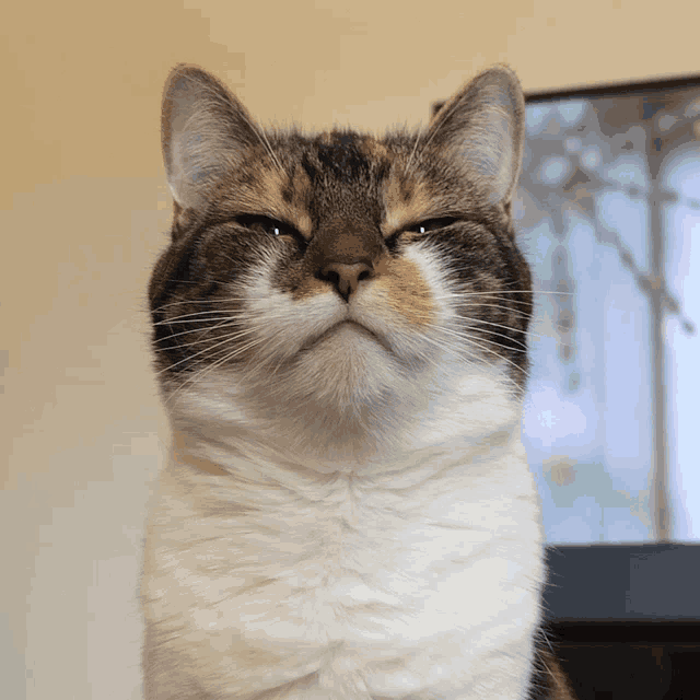 a calico cat with its eyes closed and a serious look on its face