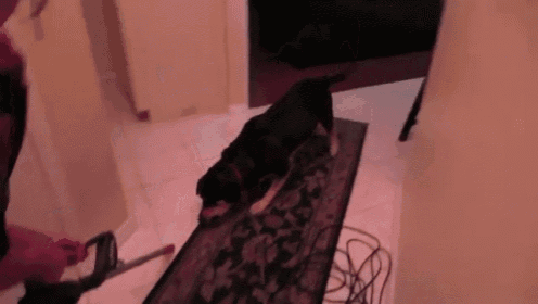 a dog laying on a rug in a hallway