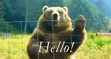 Grizzly Bear Hello GIF