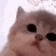 a blurry picture of a cat looking at the camera .