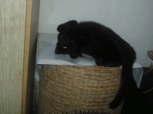 Gatita Cat GIF - Gatita Cat Black Cat GIFs