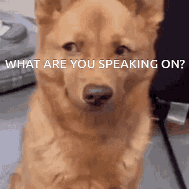 a dog with the words " what are you speaking on " behind it
