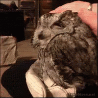 Owls Cuddle GIF - Owls Cuddle Boop GIFs