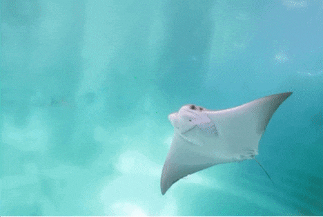 a stingray is swimming in the ocean with a green glowing light behind it