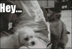 Hey.. GIF - Cats Dogs Lol GIFs