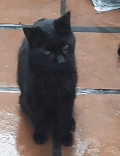 Timmy The Cat Timmy Shaking GIF - Timmy The Cat Timmy Shaking Timmy Shake GIFs