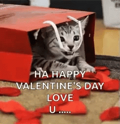 Valentines Gift Cat GIF - Valentines Gift Cat Kitty GIFs