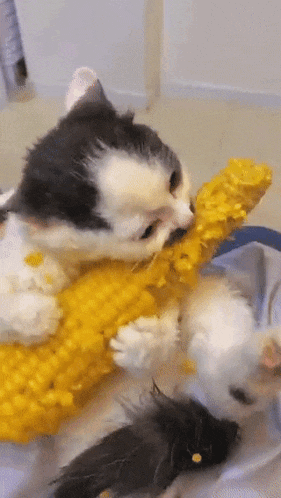Cat Corn GIF - Cat Corn GIFs