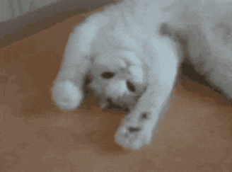a white cat is playing with a green ball that has the letter e on it