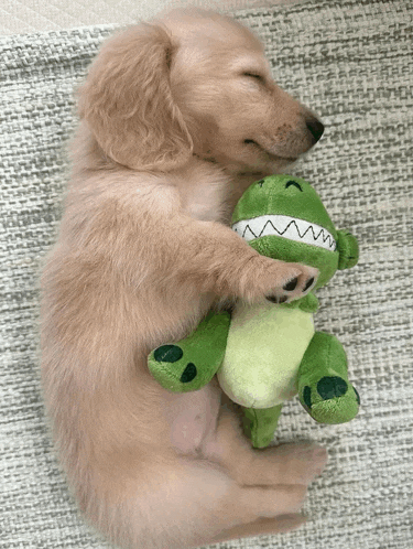 a puppy is sleeping with a green stuffed toy