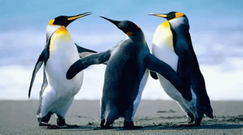 Working Of GIF - Working Of Penguin GIFs