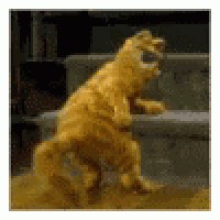 a cat is standing on its hind legs and yawning .