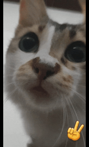 a cat giving a peace sign with its paw