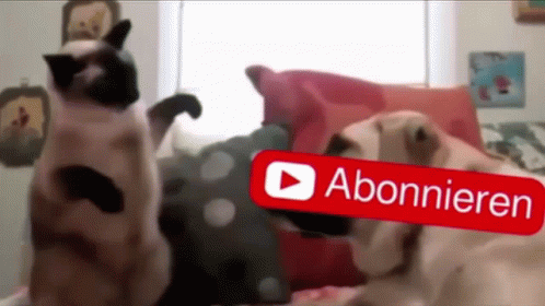 Subscribe Youtube GIF - Subscribe Youtube Cat GIFs