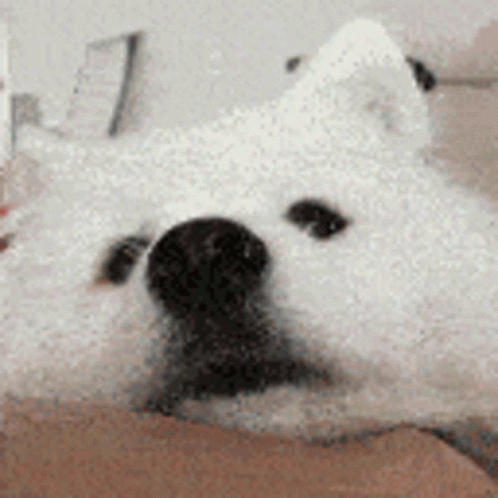 Dog Boop GIF