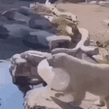 Polar Bear Dumb GIF - Polar Bear Dumb Splash GIFs