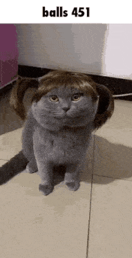 a cat wearing a wig and pigtails on its head .