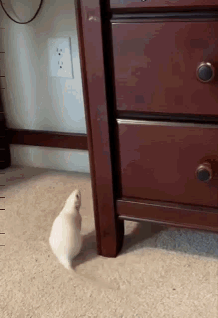 Rat Silly GIF - Rat Silly Climbing GIFs