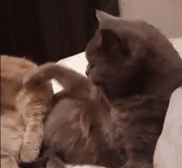 Cat Licking GIF - Cat Licking Cute GIFs