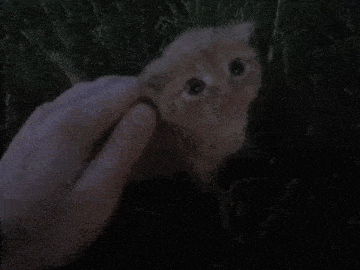 a person is petting a small orange kitten in the grass at night .