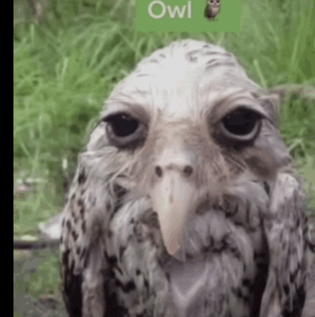a close up of an owl 's face with a green owl icon in the background