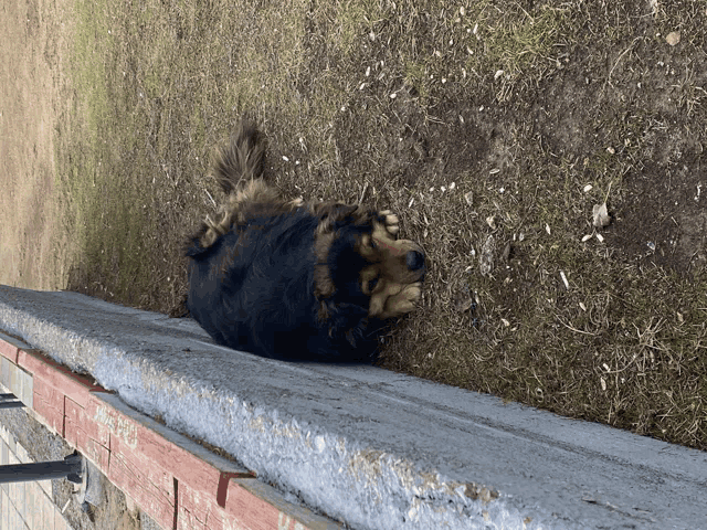a dog laying on a concrete ledge with its paws on the ground