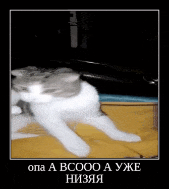 Simka Cat GIF - Simka Cat кот GIFs