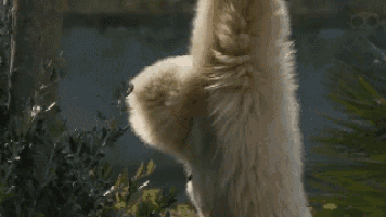 a close up of a monkey with a long furry mane standing in the woods .