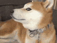 a close up of a dog wearing a collar and a tag .