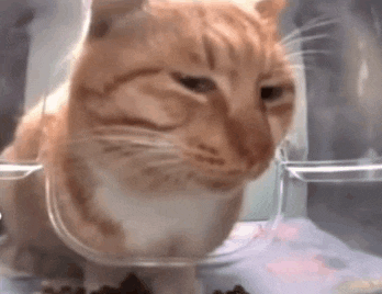 an orange and white cat is sitting inside of a glass container .
