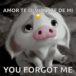 a sad pig is sitting on the ground with the words `` you forgot me '' written above it .