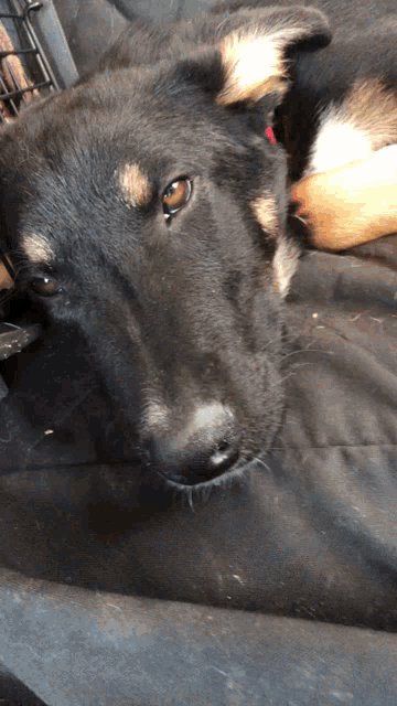 a black dog with a red collar is laying down on a black blanket