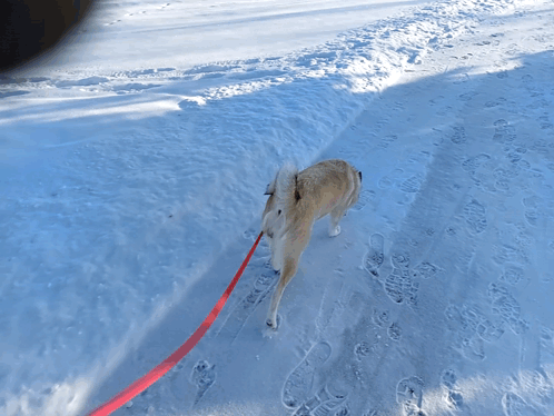 a dog on a red leash is walking on a snowy path