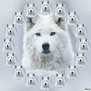 a picture of a white wolf surrounded by a circle of white wolves created by pixiz
