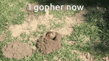 Gopher I Gopher Now GIF - Gopher I Gopher Now I Go For Now GIFs