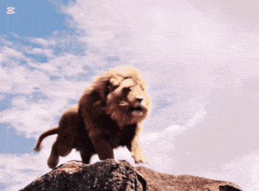 a lion standing on top of a rock with the word bit on the bottom right