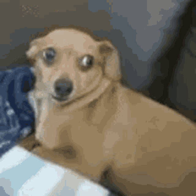 Cachorro Desconfiado GIF - Cachorro Desconfiado Cachorrinho GIFs