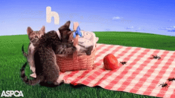 Hangry Cats GIF - Hangry Cats Sorry GIFs