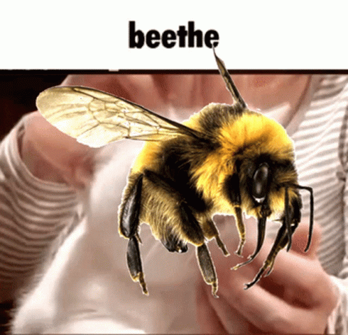 Beethe Seethe GIF - Beethe Bee Seethe GIFs
