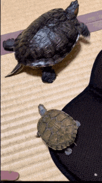 two turtles are laying on a mat and one has a purple stripe on it