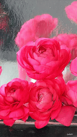 Rose Flowers GIF - Rose Flowers Blooming GIFs