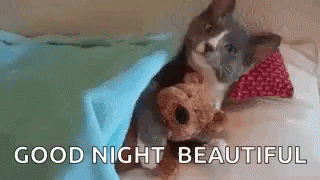 Goodnight Beautiful Cat GIF - Goodnight Beautiful Cat GIFs